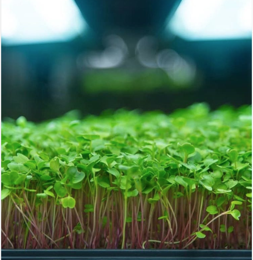 Top Tips for Microgreens