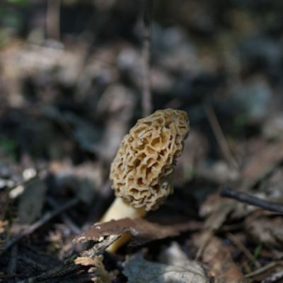 An Overview Of Morel Mushrooms