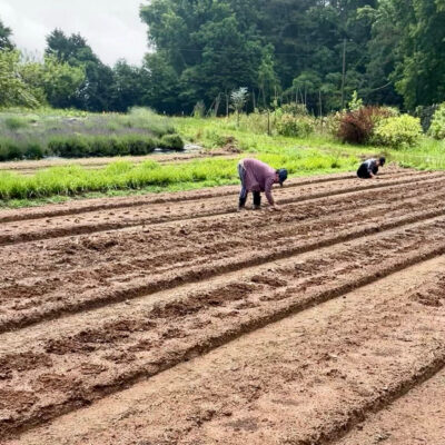 How 3 Porch Farms Plants Dahlias In Georgia